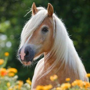 Meet your Posher, Leslie